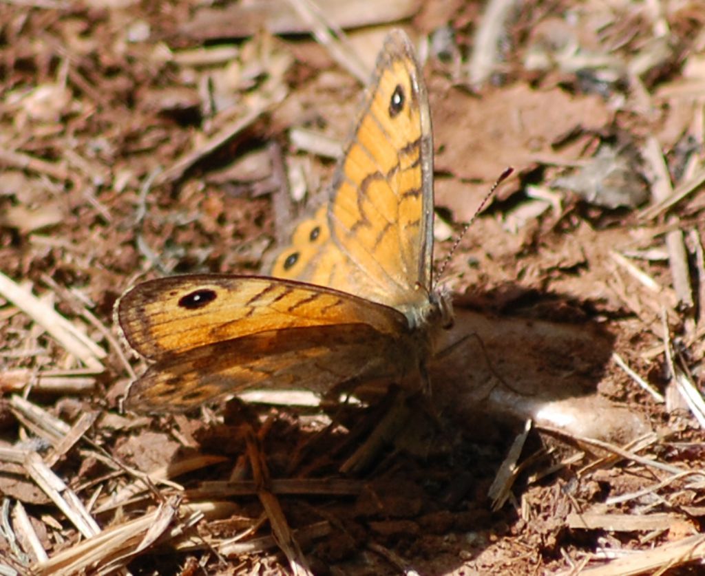 Lasiommata megera? S